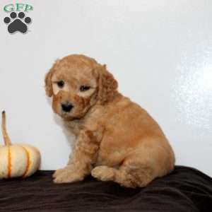 Cleopatra, Mini Goldendoodle Puppy